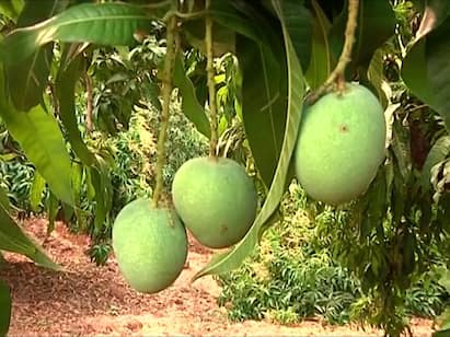 यंदा हापूस आंब्याच्या उत्पादनात घट (Mango production) झाली आहे. मागील 20 वर्षांच्या तुलनेत यंदा आंब्याच उत्पादन कमी झालं आहे.