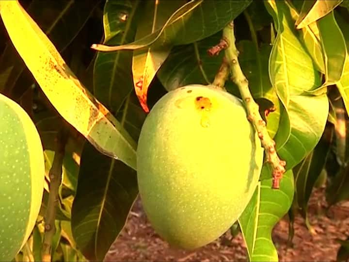 मागील 20 वर्षांच्या तुलनेत यंदा आंब्याच उत्पादन कमी झालं आहे. बदलतं वातावरण (Climate Change) आणि पिकावर पडणारा रोगाचा प्रादुर्भाव याचा मोठा फटका आंबा पिकाला बसला आहे.