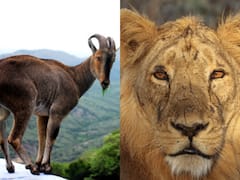 World Wildlife Day 2023: 5 Rare And Exotic Wildlife Species Found In India