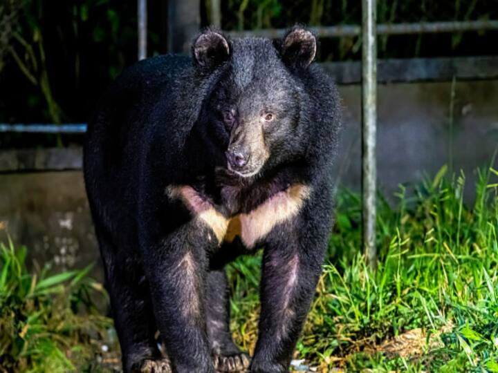 Chinese Family Raises Dog For 2 Years Only To Discovers Its An Endangered Bear Species Chinese Family Raises 'Dog' For 2 Years Only To Discovers It's An Endangered Bear Species