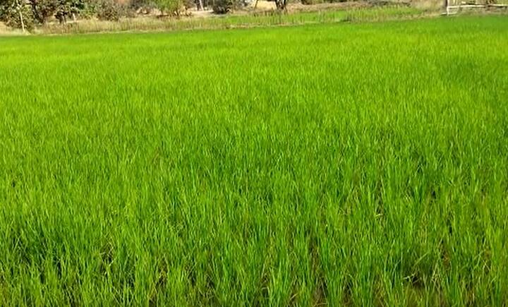 मोठ्या प्रमाणावरील शेतजमीन सिंचनाखाली येणार आहे. याचा या भागातील शेतकऱ्यांना मोठा फायदा होणार आहे.