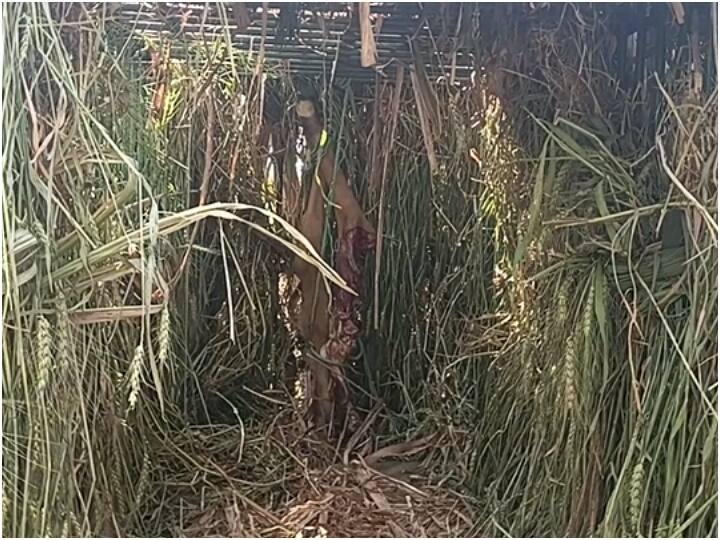 ghaziabad forest department is searching out for a leopard in masuri area ann Ghaziabad News: गाजियाबाद में तेंदुए ने मचाया आतंक तो वन विभाग ने बिछाया जाल, पकड़ने के लिए निकाली खास तरकीब