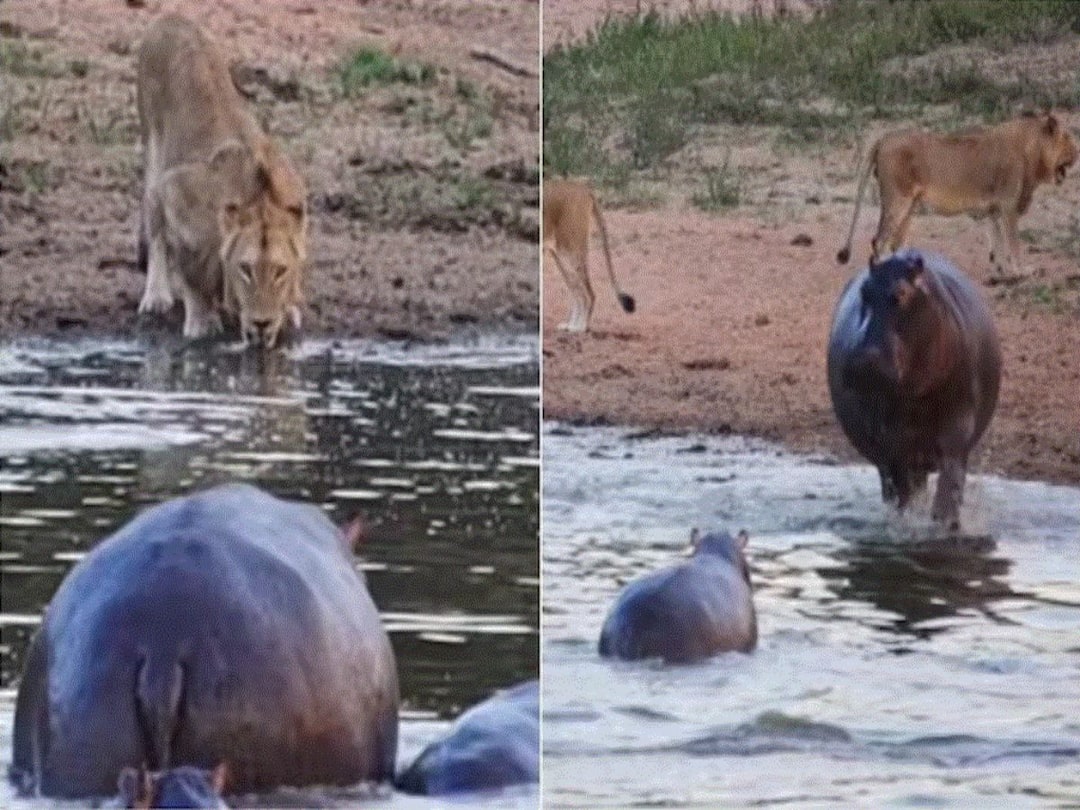 Angry Hippo Charges At Lion Drinking Water In Viral Video Internet Is Stunned Angry Hippo Charges At Lion Drinking Water In Viral Video, Internet Is Stunned