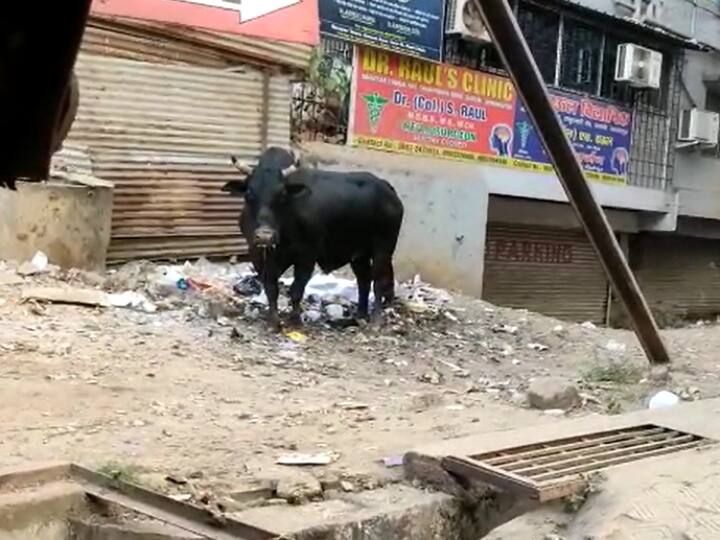Jamshedpur Two people died after being killed in bull accident in Jharjhand Jamshedpur: जमशेदपुर में सनकी सांड का आतंक!  दो लोगों को उठाकर पटका, हुई मौत