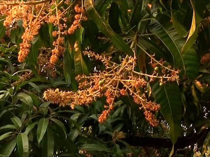 वाढत्या उष्णतेचा मोठा फटका हापूस आंब्याला बसत आहे. त्यामुळं आंबा बागायतदार शेतकऱ्यांपुढं नवं संकट उभं राहिलयं.