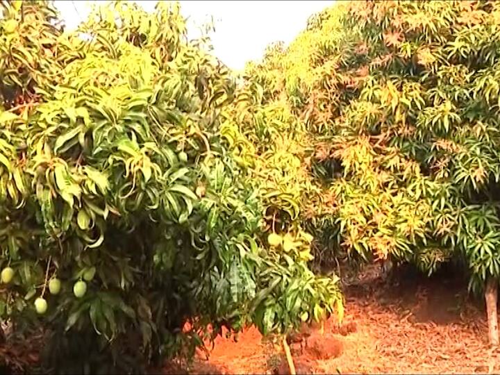 आंब्यावर थ्रिप्स या रोगाचा प्रादुर्भाव देखील देखील मोठ्या प्रमाणात वाढला आहे. मोठ्या प्रमाणात औषध फवारण्या करुन देखील थ्रिप्सचा प्रादुर्भाव आटोक्यात येत नसल्याने शेतकरी हवालदिल झाला आहे.