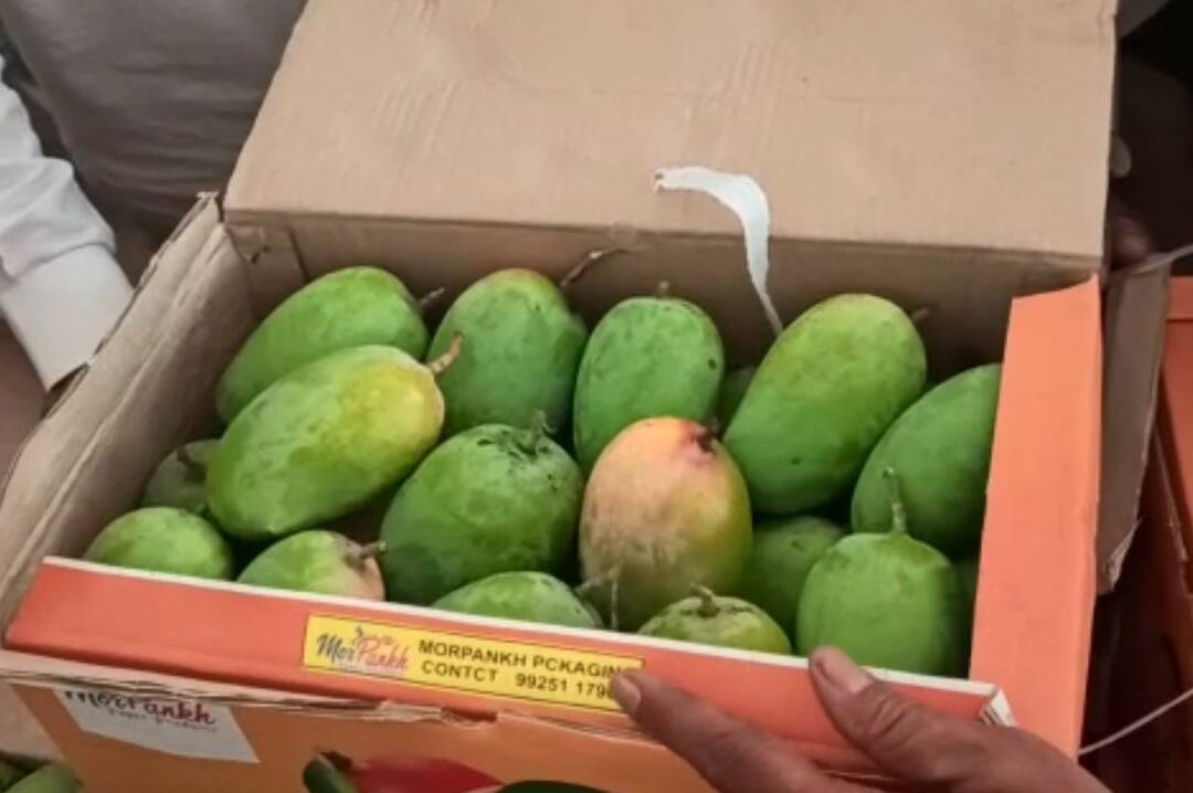Kesar mango entry in market, to know its price બજારમાં કેસર કરીનું આગમન, આ વર્ષે બમ્પર ઉત્પાદનની શક્યતા, જાણો પ્રતિ કિલો શું કિંમત