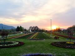 एशिया का सबसे बड़ा ट्यूलिप गार्डन पर्यटकों के लिए खुल सकता है इस दिन, ये होगा खास