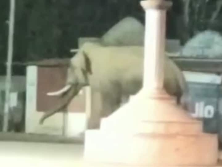 Gariyaband elephant attack woman thrashed death in fingeshwar forest zone villagers accused forest department ANN Chhattisgarh News: छत्तीसगढ़ के गरियाबंद में हाथी ने मचाया आतंक, महिला को पटक-पटककर उतारा मौते के घाट
