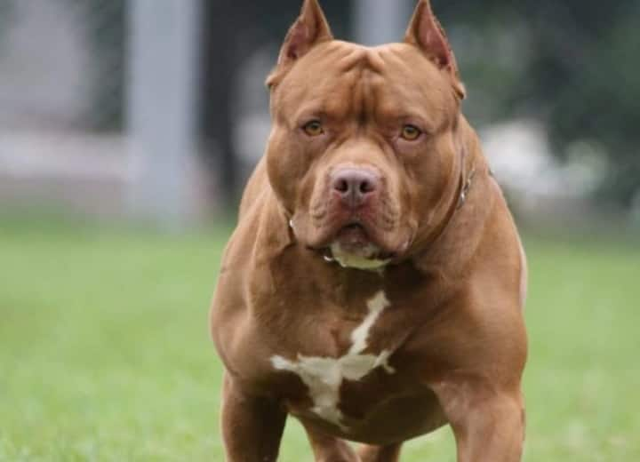 Pitbull dog attacked on a 8 years old child in Gorakhpur of Uttar Pradesh parents register FIR ANN Pitbull Dog Attack : पिटबुल कुत्ते ने बच्चे को किया लहूलुहान, मालिक पर लगा जानबूझकर अटैक कराने का आरोप