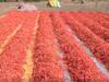 Agriculture News : नांदेडच्या मिरचीची 'लाली' कायम, परराज्यातून मोठी मागणी; उत्पादनातही वाढ