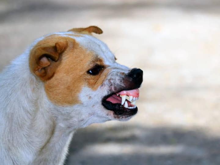 hyderabad dog bite case increasing day by day 100 cases reported per day at hospital Hyderabad News: हैदराबाद में खूंखार हुए कुत्ते, रोजाना काटने के आ रहे 100 मामले, डॉक्टर ने बताई ये वजह