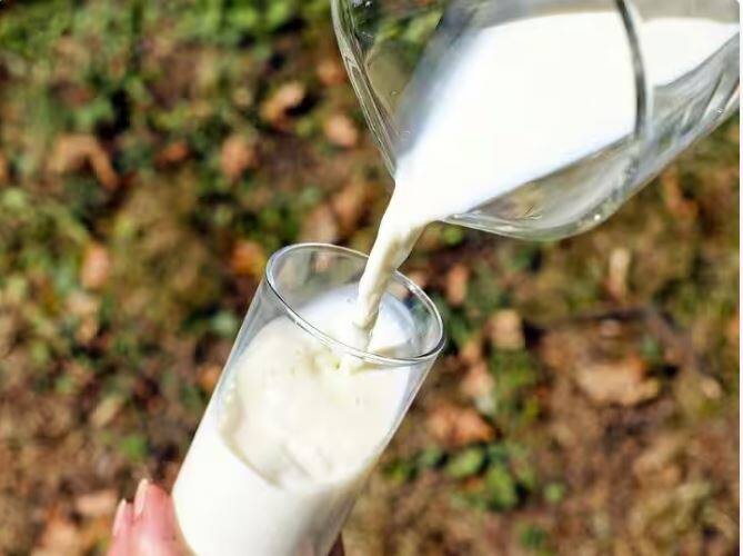 raw milk vs boiled milk know why drinking raw milk not safe for health ਕੱਚਾ ਦੁੱਧ ਪੀਣ ਨਾਲ ਸਰੀਰ ਨੂੰ ਲੱਗ ਸਕਦੀਆਂ ਨੇ ਕਈ ਖ਼ਤਰਨਾਕ ਬਿਮਾਰੀਆਂ, ਕਿਤੇ ਤੁਸੀਂ ਵੀ ਨਾ ਹੋ ਜਾਇਓ ਸ਼ਿਕਾਰ