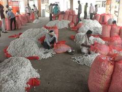 जालना मार्केटमध्ये रेशीमची आवक वाढली, चालू आर्थिक वर्षात 38 कोटींची उलाढाल; शेतकऱ्यांना होतोय फायदा