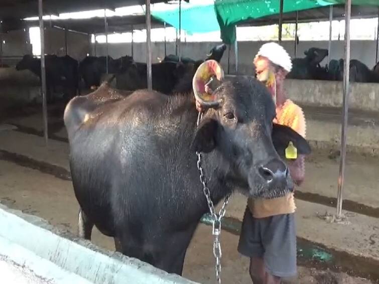 Success story Dairy Farming Economic prosperity through milk production in Hingoli Farmer Success story : दूध उत्पादनातून आर्थिक समृद्धी, 100 म्हशी आणि 100 एकर जमीन; वाचा रामेश्वर मांडगेंची यशोगाथा