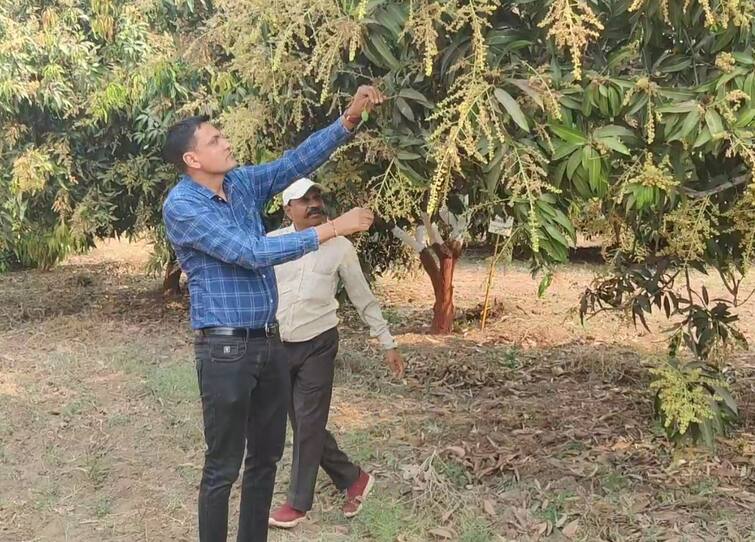 Anand Agricultural University discovered a new variety of mango called Anand Rasraj Anand: કેરીના રસિકો માટે આનંદના સમાચાર: આણંદ યુનિવર્સિટીએ શોધી કાઢી કેસરને ટક્કર મારે તેવી કેરી, જાણો શું રાખ્યું નામ