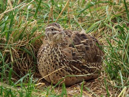 बटेर या वर्तक (quail) भूमि पर रहने वाला एक पक्षी है. जो ज्यादा लम्बी दूरी तक नहीं उड़ सकता है और जमीन पर ही घोंसला बनाते हैं. इनके स्वादिष्ट मांस और अंडों के लिए इसका शिकार किया जाता है.