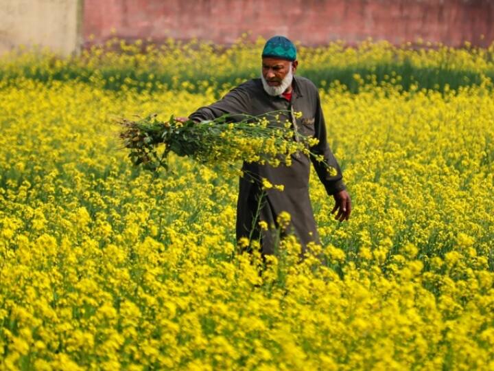 UP Farmer Alert on Lose Wheat Crop in Summer Session due to Increasing Temperature in North India UP News: यूपी में किसानों के लिए बुरी खबर! हो सकता है बड़ा नुकसान, जानिए क्या है वजह?