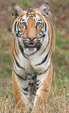 In Pics: केवल राजनीति में ही नहीं, फोटोग्राफी में भी है दिग्विजय सिंह की पकड़, सोशल मीडिया पर शेयर कीं तस्वीरें