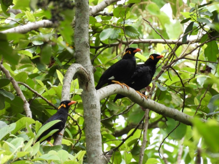 Chhattisgarh State Bird Mynah Male Or Femala 30 Years Research Still ...