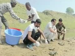 UP Forest Department Releases Turtles Into Chambal River In Etawah: WATCH