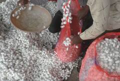 Silk : जालना मार्केटमध्ये रेशीमची आवक वाढली