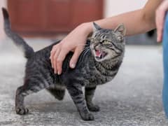 बिल्लियां मचाएंगी तबाही! इंसानों में फैला रहीं स्किन फंगल बीमारी, ब्रिटेन में मिले 3 केस