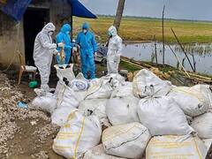 बोकारो के बाद रांची में भी बर्ड फ्लू संक्रमण की हुई पुष्टि, केंद्र सरकार ने दिया ये निर्देश