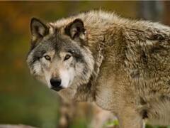 2 साल के बेटे को उठा ले गया भेड़िया तो बचाने के लिए 1 किमी तक भागी मां, इलाज से पहले मासूम की मौत