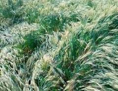 Rain : नाशिकसह धुळे बुलढाणा आणि पालघर जिल्ह्यात अवकाळी पाऊस