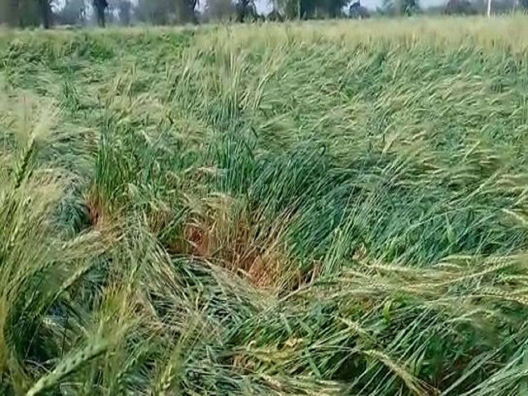 Maharashtra Rain Unseasonal rain in Dhule and Buldhana districts along with Nashik  Maharashtra Rain : नाशिकसह धुळे आणि बुलढाणा जिल्ह्यात अवकाळी पाऊस, शेती पिकांना फटका; शेतकरी संकटात  