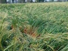 नाशिकसह धुळे आणि बुलढाणा जिल्ह्यात अवकाळी पाऊस, शेती पिकांना फटका; शेतकरी संकटात  