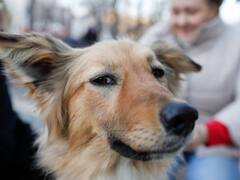 नोएडा में लाठी-डंडों से कुत्ते को बेरहमी से पीटा, वीडियो वायरल होने पर पुलिस ने 2 युवक किए गिरफ्तार