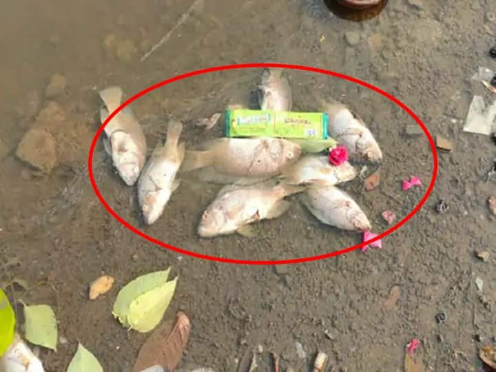 maharashtra News  Chhatrapati Sambhajinagar Four tons of fish dead in Moti Lake in Jalna Notice from Pollution Control Board Jalna News: जालन्यातील मोती तलावात चार टन‎ मासे मृत, परिसरात खळबळ; प्रदूषण ‎नियंत्रण मंडळाकडून दखल