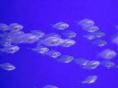 तमिलनाडु के इस रेलवे स्टेशन पर यात्रियों को अब मिलेगी मछली, ड्राई फिश आउटलेट शुरू