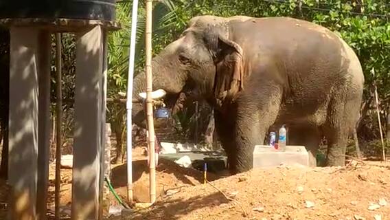 Jhargram News:জল পাই কোথায়? প্রবল গরমে তৃষ্ণা মেটাতে গৃহস্থের দোরগোড়ায় হাজির হাতি