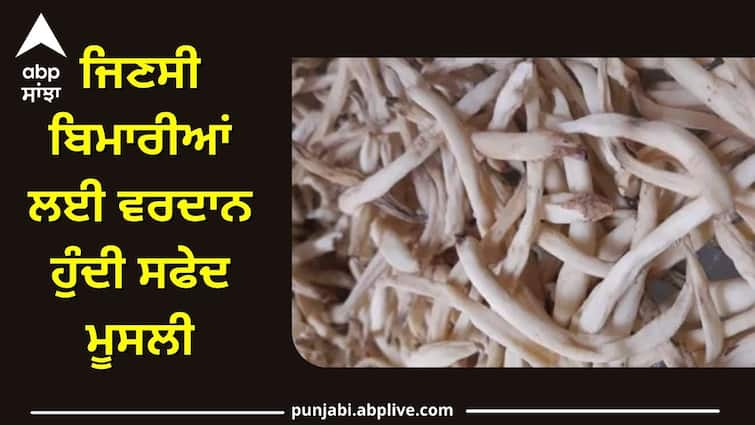 safed muesli is a boon for diseases men should consume it like this know details Safed Musli Benefits: ਜਿਣਸੀ ਬਿਮਾਰੀਆਂ ਲਈ ਵਰਦਾਨ ਹੁੰਦੀ ਸਫੇਦ ਮੂਸਲੀ, ਮਰਦਾਂ ਨੂੰ ਇੰਝ ਕਰਨਾ ਚਾਹੀਦਾ ਸੇਵਨ