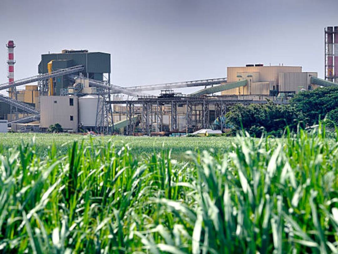 Sakhar Karkhana Election : कोल्हापूर विभागातील 14 साखर कारखान्यांचा निवडणुकीचा बिगुल लवकरच वाजणार sakhar karkhana election update kolhapur region sugar factory election will be very soon Sakhar Karkhana Election : कोल्हापूर विभागातील 14 साखर कारखान्यांचा निवडणुकीचा बिगुल लवकरच वाजणार