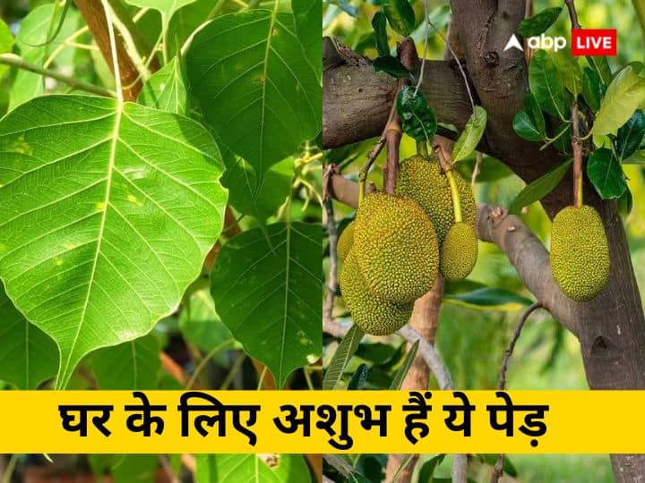 Vastu Tips peepal ber jackfruit and other Trees are inauspicious for
