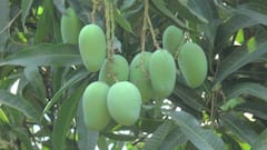 Damage to Mango Crop: અમરેલી જિલ્લામાં ભારે પવન સાથે વરસાદ, કેરીના બાગને પહોંચ્યું પારાવાર નુકસાન