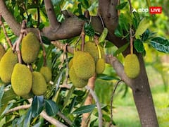 Vastu Shastra: ఇంటి చుట్టూ ఈ చెట్లు ఉండటం అశుభం..  ఇంటికి సౌత్ వైపు ఈ చెట్టు ఉంటే ప్రాణగండం!