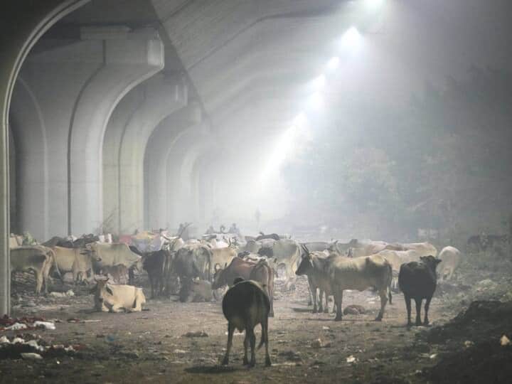 Hope Centre will take decision to ban cow slaughter declare cows protected national animal said Allahabad High Court 'समुद्र मंथन से निकली है गाय, केंद्र सरकार को घोषित करना चाहिए राष्ट्रीय पशु...', इलाहाबाद HC के लखनऊ बेंच की टिप्पणी