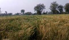 Rain : नाशिकसह धुळे बुलढाणा आणि पालघर जिल्ह्यात अवकाळी पाऊस