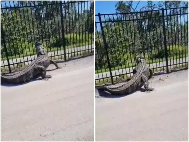 Giant dangerous crocodile is seen breaking fencing made of steel rod with its power in viral video Video: मगरमच्छ ने आसानी से मोड़ दी स्टील की रॉड, वीडियो देख यूजर्स भी चौंक गए