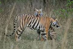 In Pics: માત્ર રાજનીતિમાં જ નહીં, ફોટોગ્રાફીમાં પણ છે દિગ્વિજય સિંહની પકડ, સોશિયલ મીડિયા પર શેર કરી તસવીરો