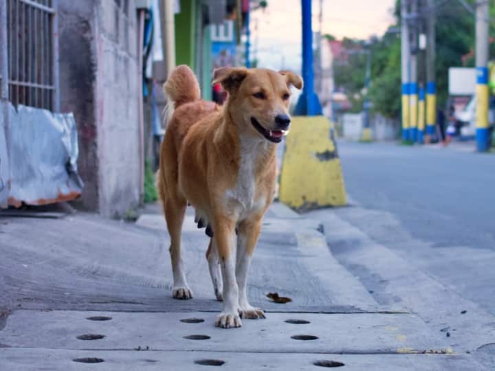 UP highest number of stray dogs With More Than 20 Lakhs Odisha second know status of state UP News: यूपी में हैं देश के सबसे ज्यादा आवारा कुत्ते, जानें बाकी राज्यों की स्थिति