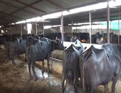 Success story : दूध उत्पादनातून आर्थिक समृद्धी,  हिंगोली जिल्ह्यातील रामेश्वर मांडगेंची यशोगाथा