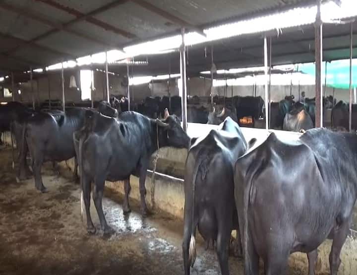 हिंगोली (Hingoli) जिल्ह्यातील शेतकऱ्यानं दूध व्यवसायाच्या माध्यमातून आर्थिक समृद्धी आणली आहे. तीन एकर शेती आणि एका म्हशीपासून सुरु केलेला व्यवसाय आता विस्तारला आहे.