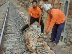 कोटा: ट्रेन से टकराकर हुई पैंथर की मौत, पहले बाघ भी आ चुका चपेट में, पटरियों की फेंसिंग की उठी मांग