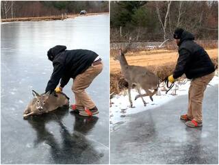 Video: जमीं हुई झील पर फंस गया खाने की तलाश में निकला हिरण, शख्स ने फिर ऐसे बचाया